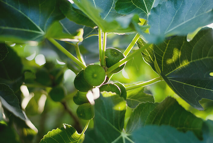 can dogs eat fig fruit