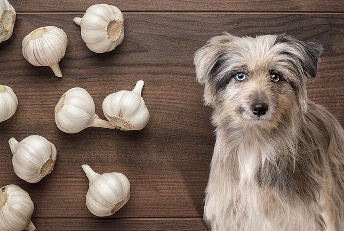 To Garlic or Not to Garlic: The Great Canine Debate