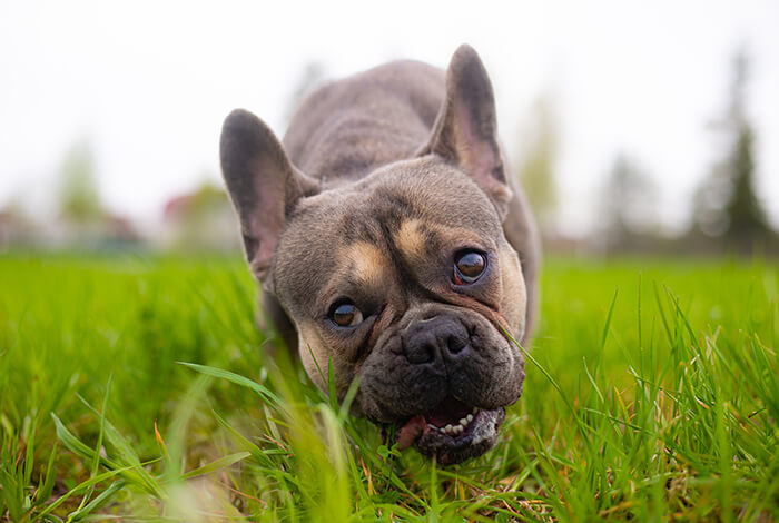 A frenchie eating grass.
