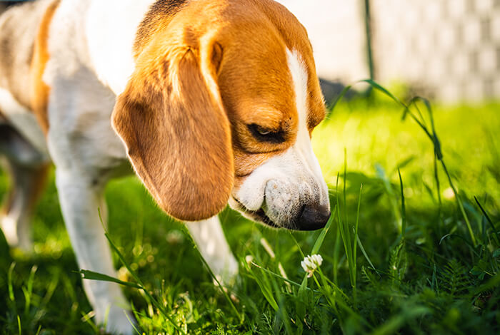 A beagle eating grass.

