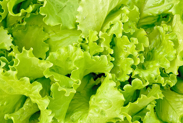 A closeup look at raw lettuce.