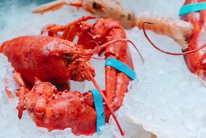 Lobster on ice.