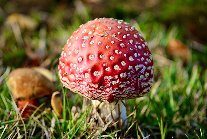 A wild mushroom sprouting from the ground.