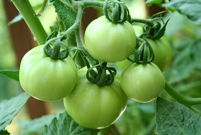 A batch of unpicked green tomatoes.