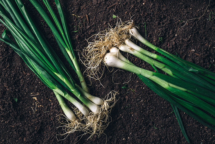 Bunches of green onions on the ground.