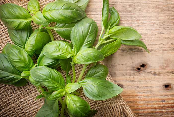 A closeup look at fresh basil.