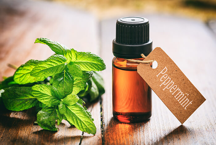 Fresh peppermint and a vial of peppermint oil.