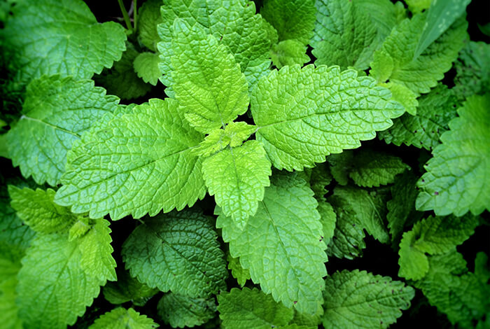 Closeup look at fresh mint leaves.