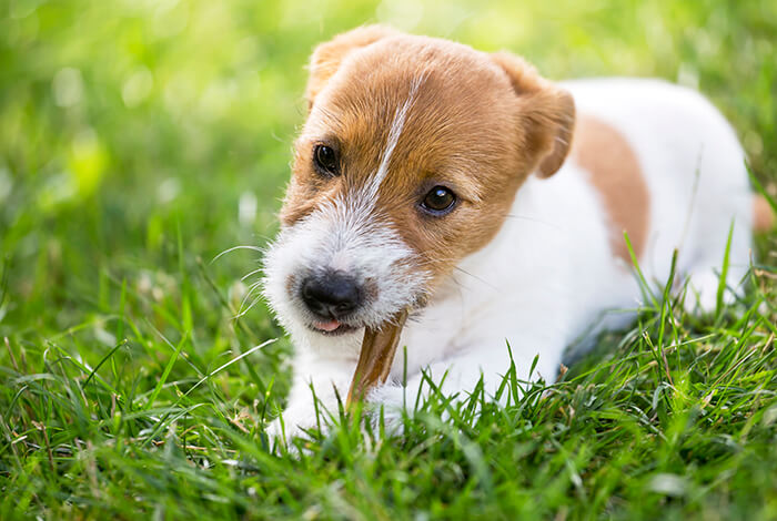 A Jack Russell terrier eating a bully stick.
