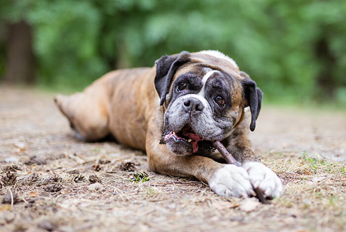 A big dog eating a bully stick.
