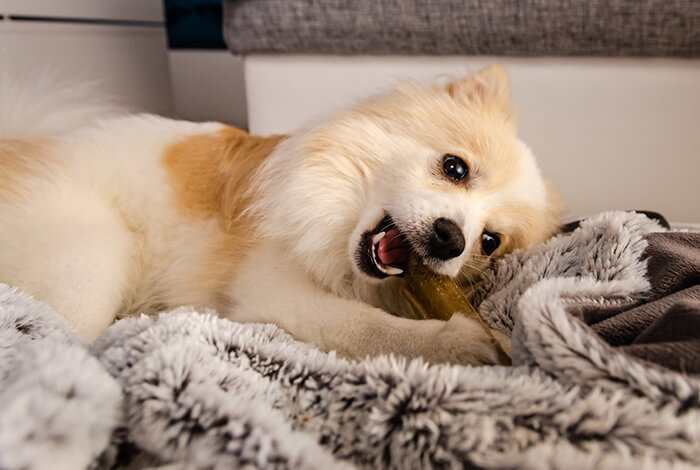 A spitz eating a bully stick on a furry sheet.
