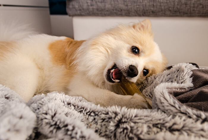 Can Puppies Have Bully Sticks?