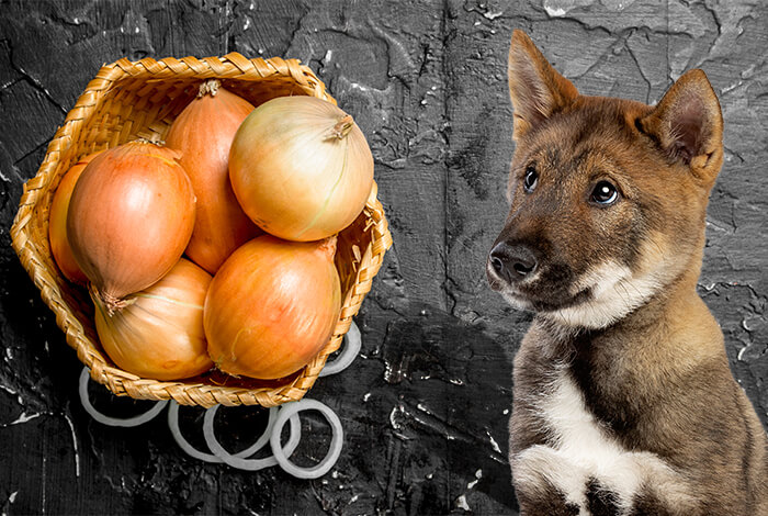 what will happen if my dog eats onions