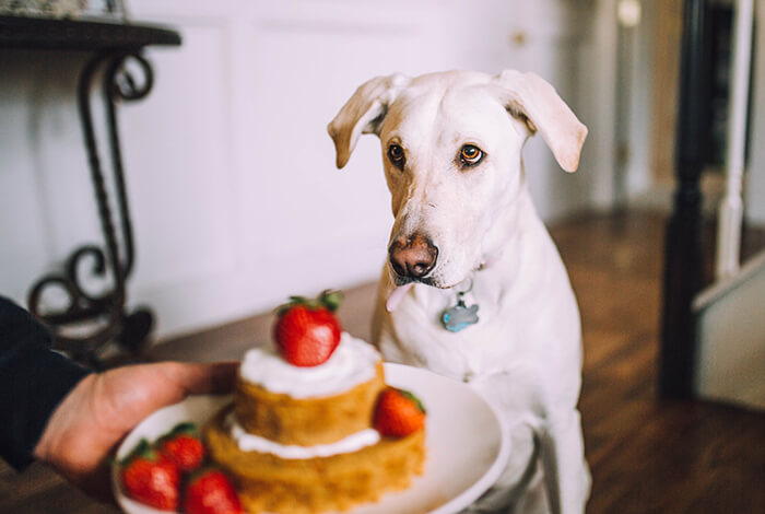 A Labrador retriever being presented with a two-tiered cake with fresh strawberries.