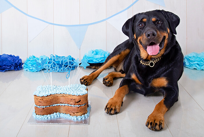 A Rottweiler posing beside his birthday cake.