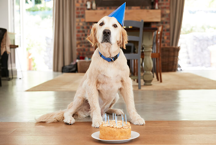 A golden retriever posing in front of his birthday cake. 