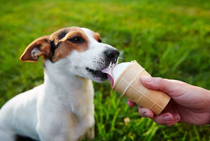 A Jack Russell terrier is being fed dog ice cream in a cone by his owner. 