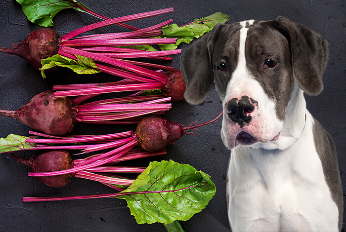 are beets bad for dogs