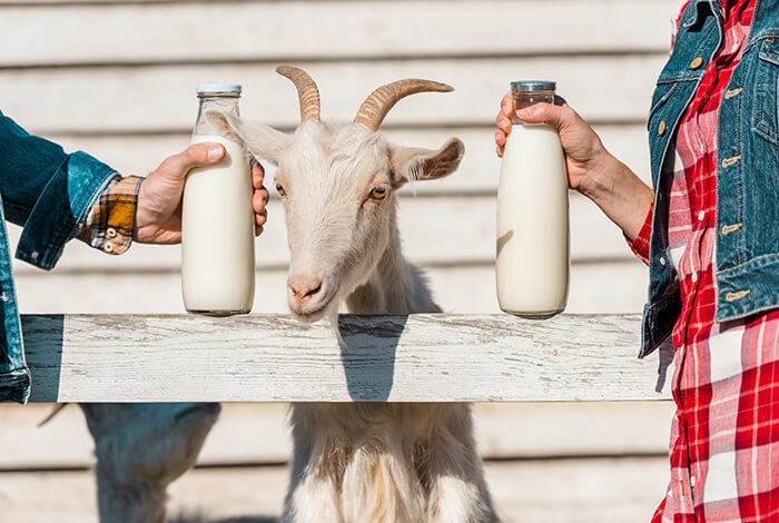 Two bottles of goat's milk and a goat between them.