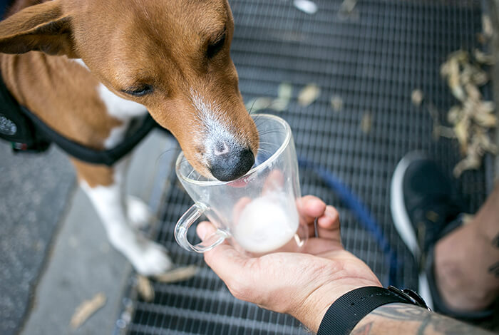 A dog drinking goat's milk from a cup.