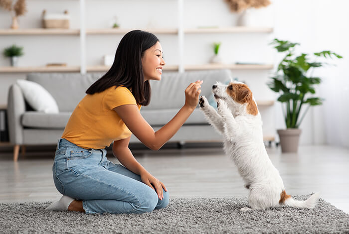 A Jack Russell terrier being treats by his owner.