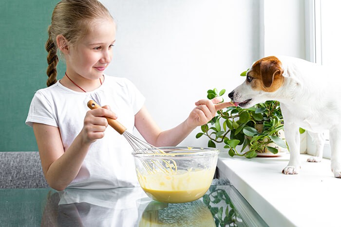 A Jack Russell terrier tasting the batter being offered by his owner.