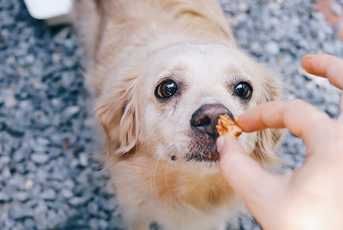 A furry dog being fed treats by his owner.