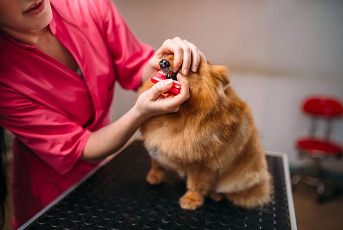 A vet staff using a dog toothbrush to brush a furry dog's teeth. 