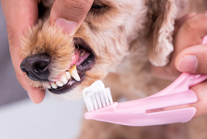 A dog owner is brushing his dog's teeth with dog-safe toothpaste.