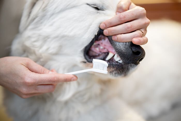 A dog owner is cleaning his dog's teeth.