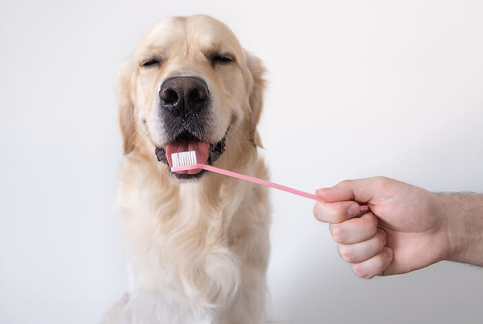 A golden retriever getting his teeth cleaned.