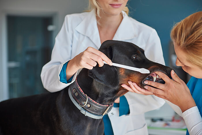 Vet staff are checking a dog's teeth.