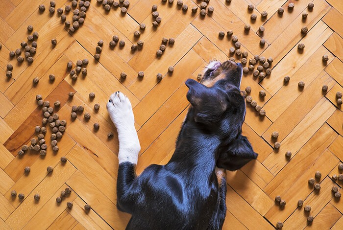 A dog eating kibbles that are scattered on the floor.