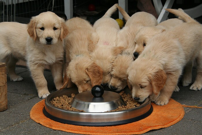 Six golden retriever puppies eating kibbles from a feeder.