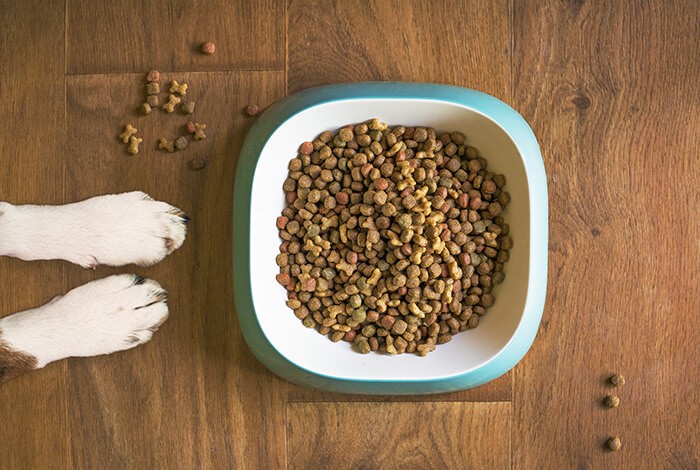 A dog's paws next to a bowl of dog food. 