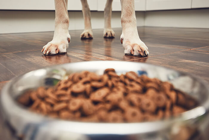 A dog waiting to be fed a bowl of kibbles.