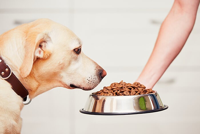 A dog is being fed by his owner.