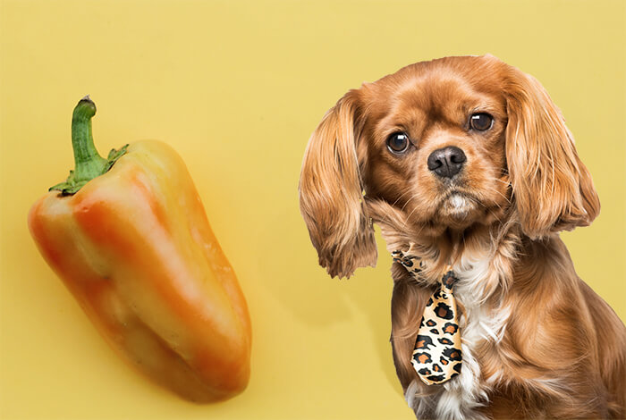 are yellow peppers good for dogs