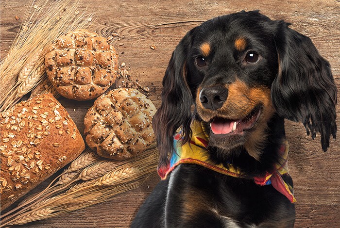 can dogs with pancreatitis eat bread