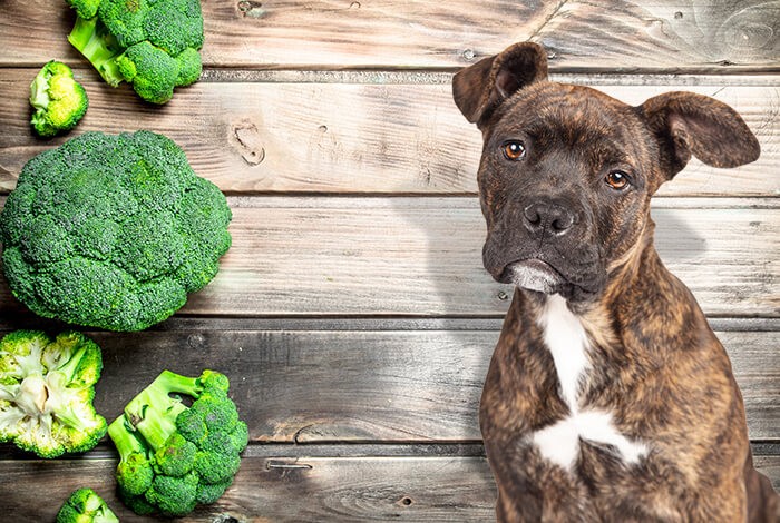 can i feed my dog broccoli