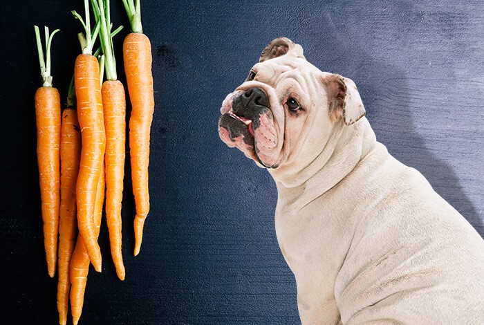 how many carrots can dogs eat