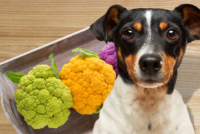 is cauliflower safe for dogs to consume