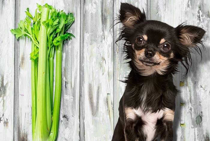 Can Dogs Eat Celery?