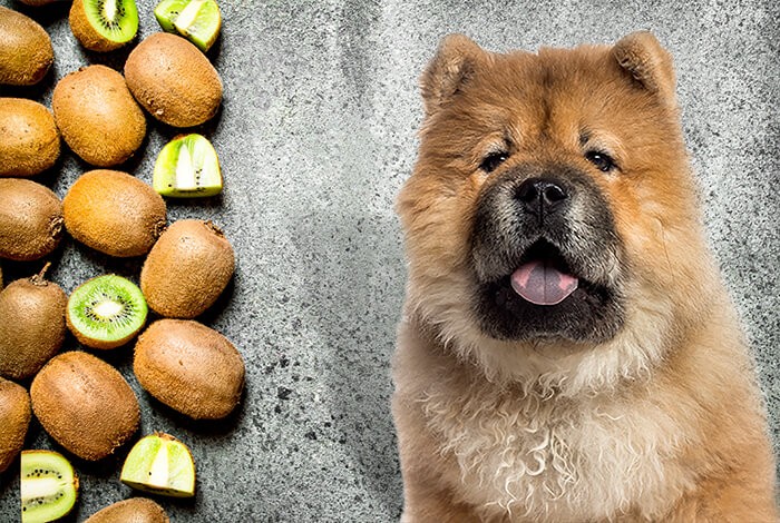 can dogs eat kiwi fruit