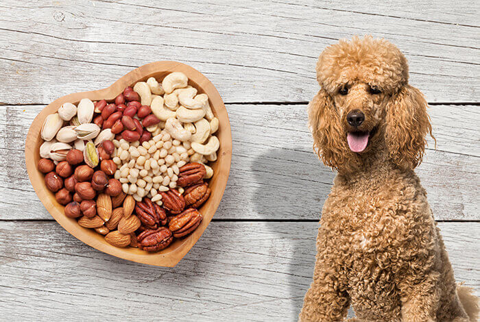 which nuts are toxic to dogs