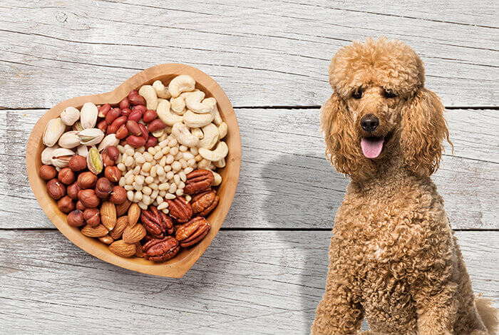 can dogs eat pine nuts