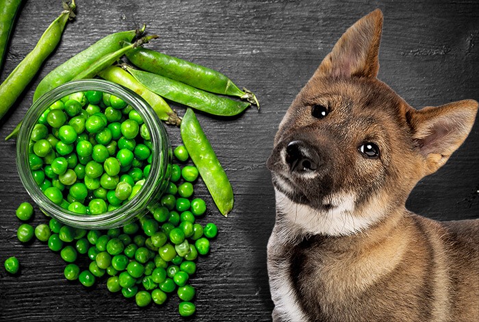 can u feed dogs pea pods