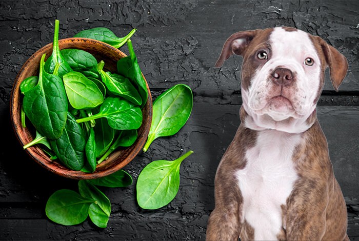 can dogs eat spinach