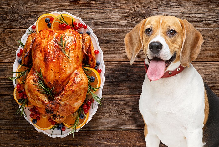 Can Dogs Eat Turkey Wings? | Benefits, Risks