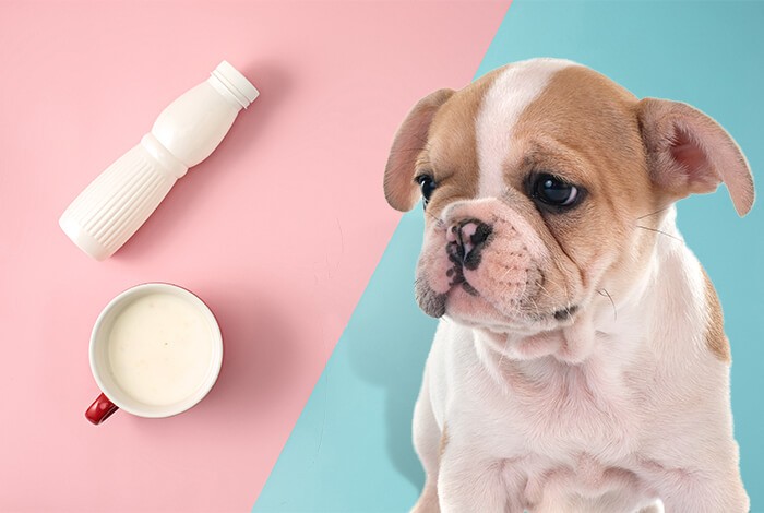 Can Dogs Eat Yogurt?